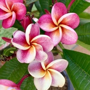 Meet your Posher, Abstract_Queen